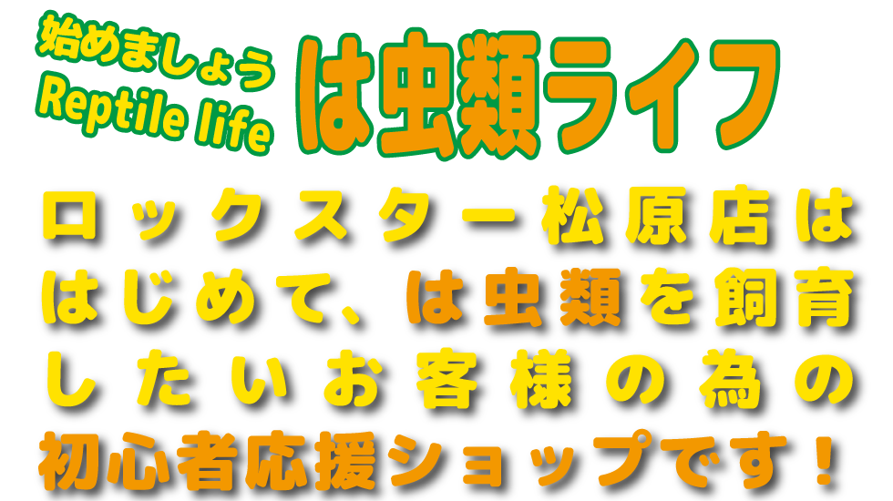始めましょう爬虫類ライフ